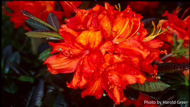 Azalea 'Mary Poppins' Pink Flowering Azalea