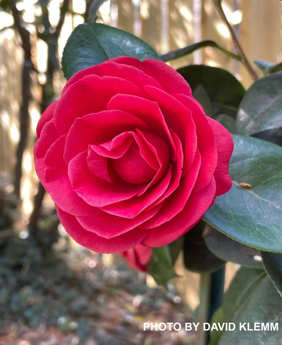 Camellia japonica 'Arctic Rose' Pink Flowering Camellia