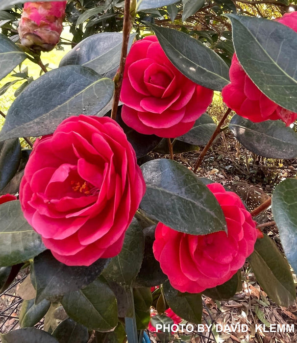 Camellia japonica 'Arctic Rose' Pink Flowering Camellia