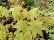 - FOR PICK UP ONLY | Acer palmatum 'Summer Gold' Japanese Maple | DOES NOT SHIP - Mr Maple │ Buy Japanese Maple Trees