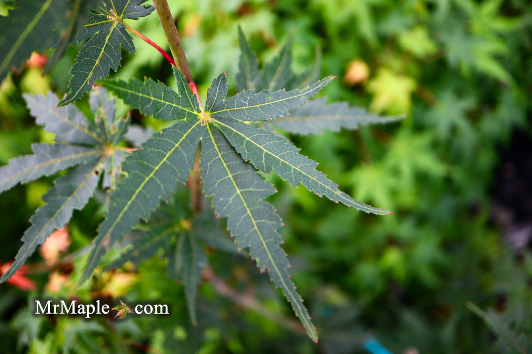 Acer palmatum 'Incognito' Dwarf Japanese Maple