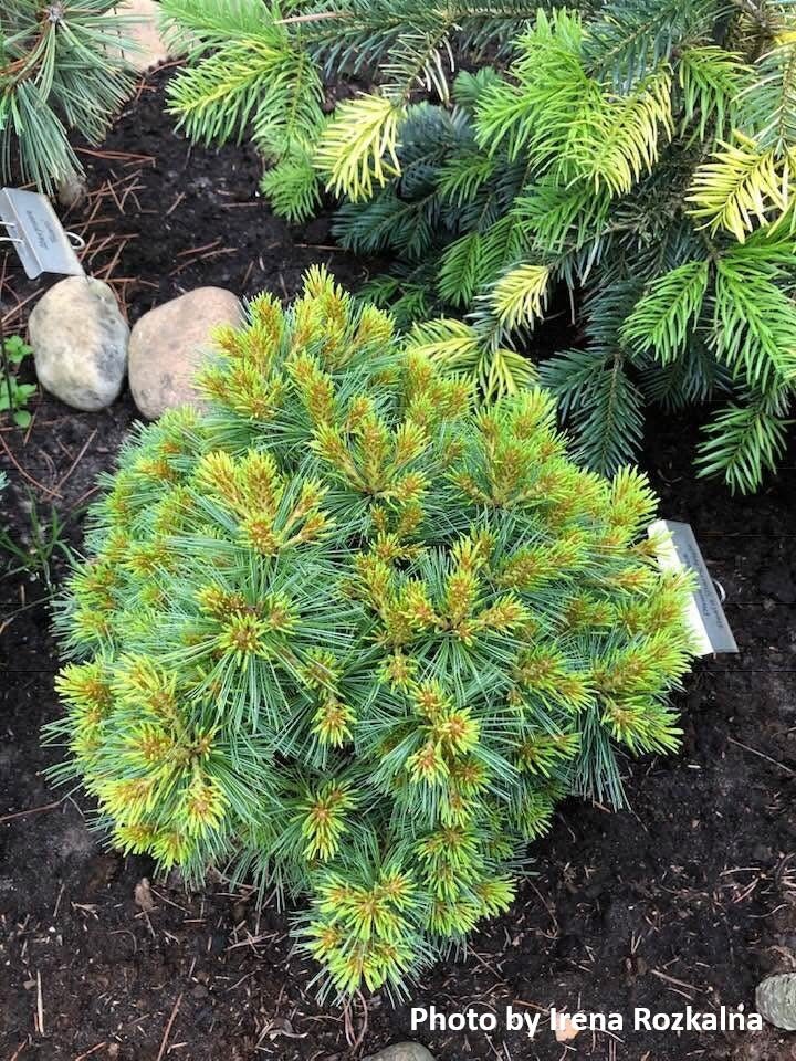 Pinus strobus 'Beal's Starry Night' Dwarf Eastern White Pine