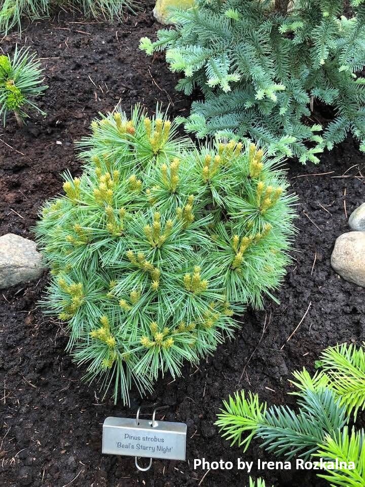 Pinus strobus 'Beal's Starry Night' Dwarf Eastern White Pine