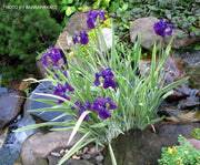 - Iris ensata 'Variegata' Japanese Water Iris - Mr Maple │ Buy Japanese Maple Trees