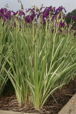 - Iris ensata 'Variegata' Japanese Water Iris - Mr Maple │ Buy Japanese Maple Trees