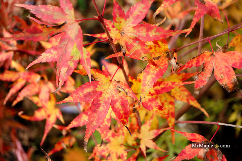 Acer palmatum 'Isobel' Rare Japanese Maple