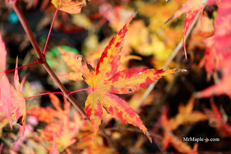 Acer palmatum 'Isobel' Rare Japanese Maple
