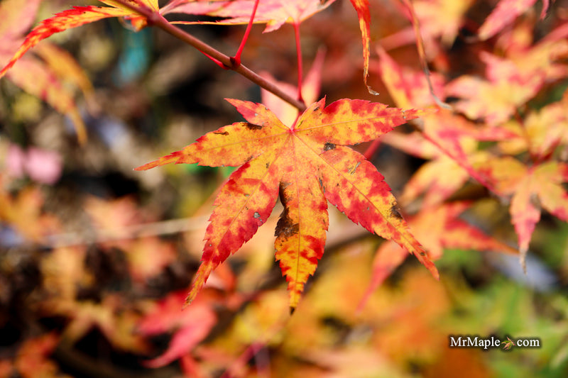 Acer palmatum 'Isobel' Rare Japanese Maple