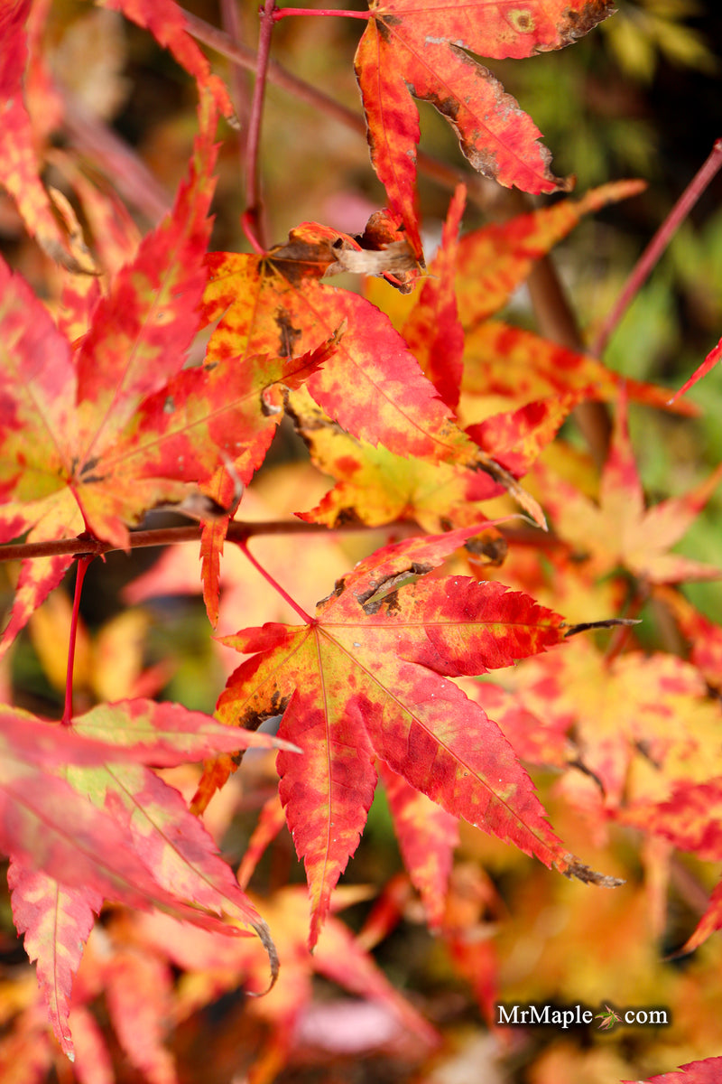 Acer palmatum 'Isobel' Rare Japanese Maple