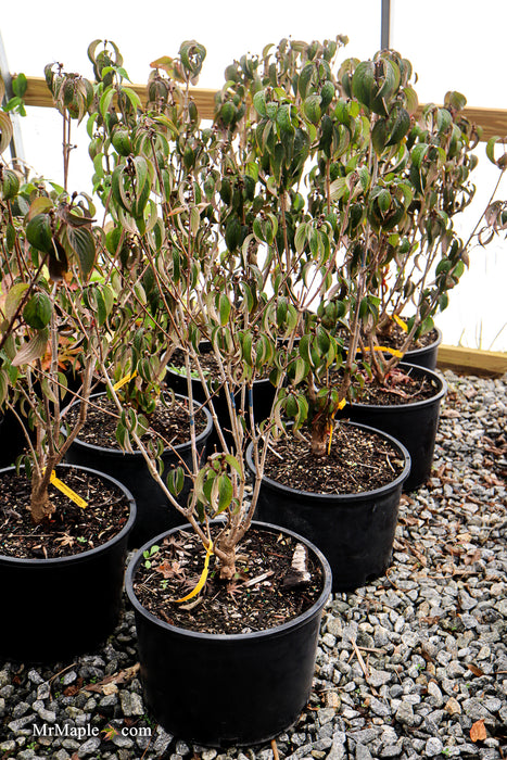 Cornus mas ‘Saffron Sentinel’ Cornelian Cherry Dogwood