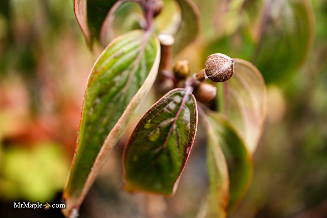 Cornus mas ‘Saffron Sentinel’ Cornelian Cherry Dogwood