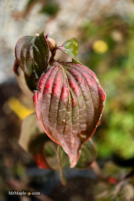 Cornus mas ‘Saffron Sentinel’ Cornelian Cherry Dogwood