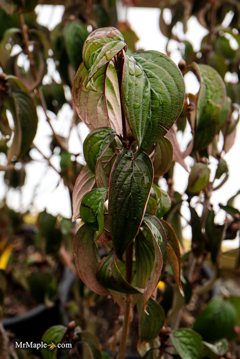 Cornus mas ‘Saffron Sentinel’ Cornelian Cherry Dogwood