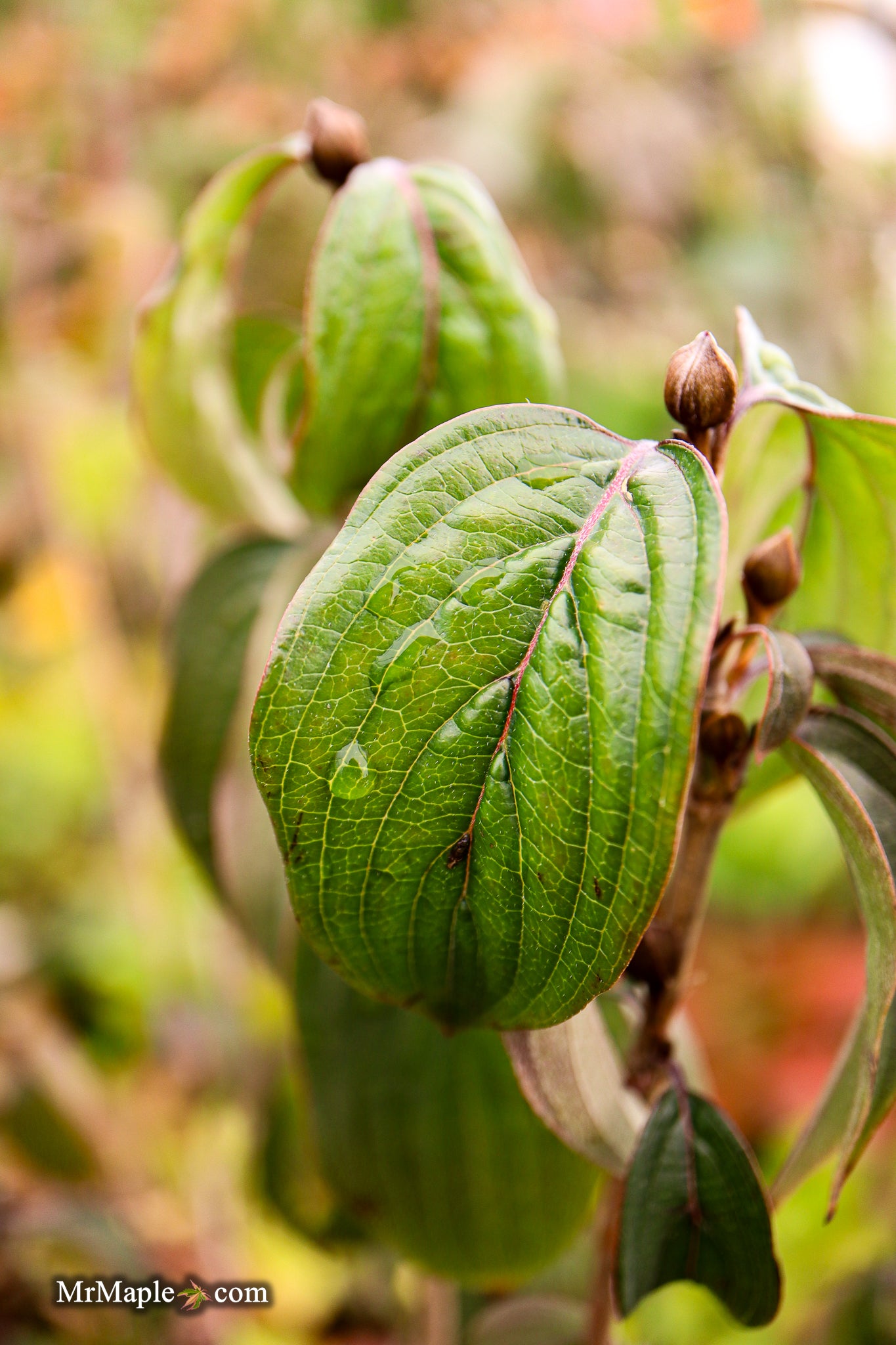 Buy Cornus mas 'JFS PN4 Legacy' Cornelian Cherry Dogwood — Mr