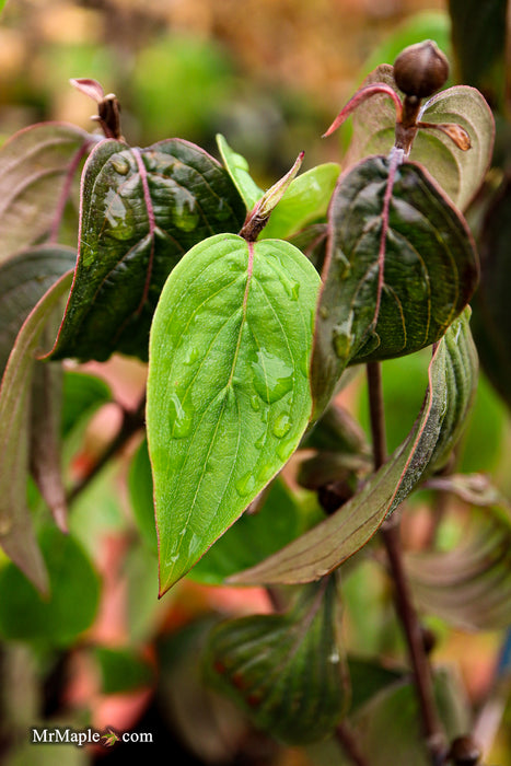 Cornus mas ‘Saffron Sentinel’ Cornelian Cherry Dogwood