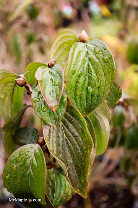 Cornus mas ‘Saffron Sentinel’ Cornelian Cherry Dogwood