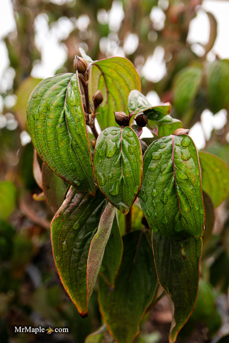 Cornus mas ‘Saffron Sentinel’ Cornelian Cherry Dogwood