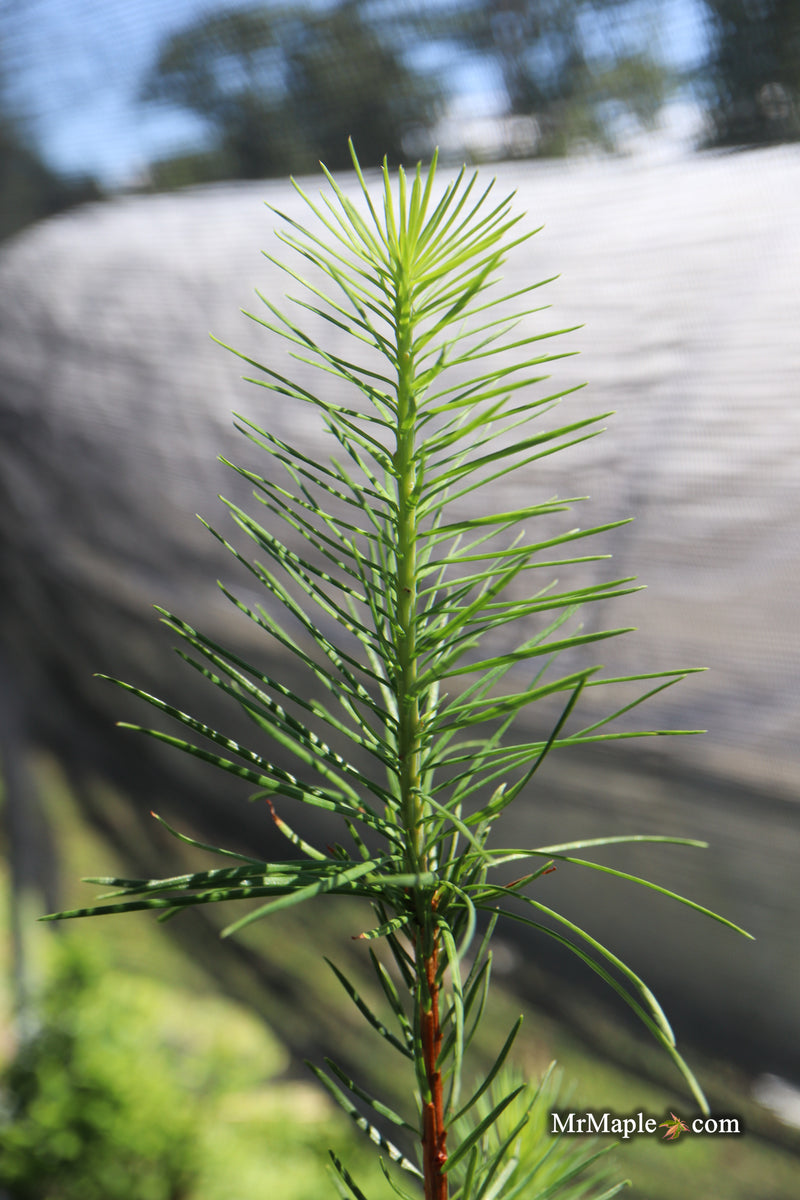 Larix kaempferi 'Jacobsen's Pyramid' Rare Japanese Larch