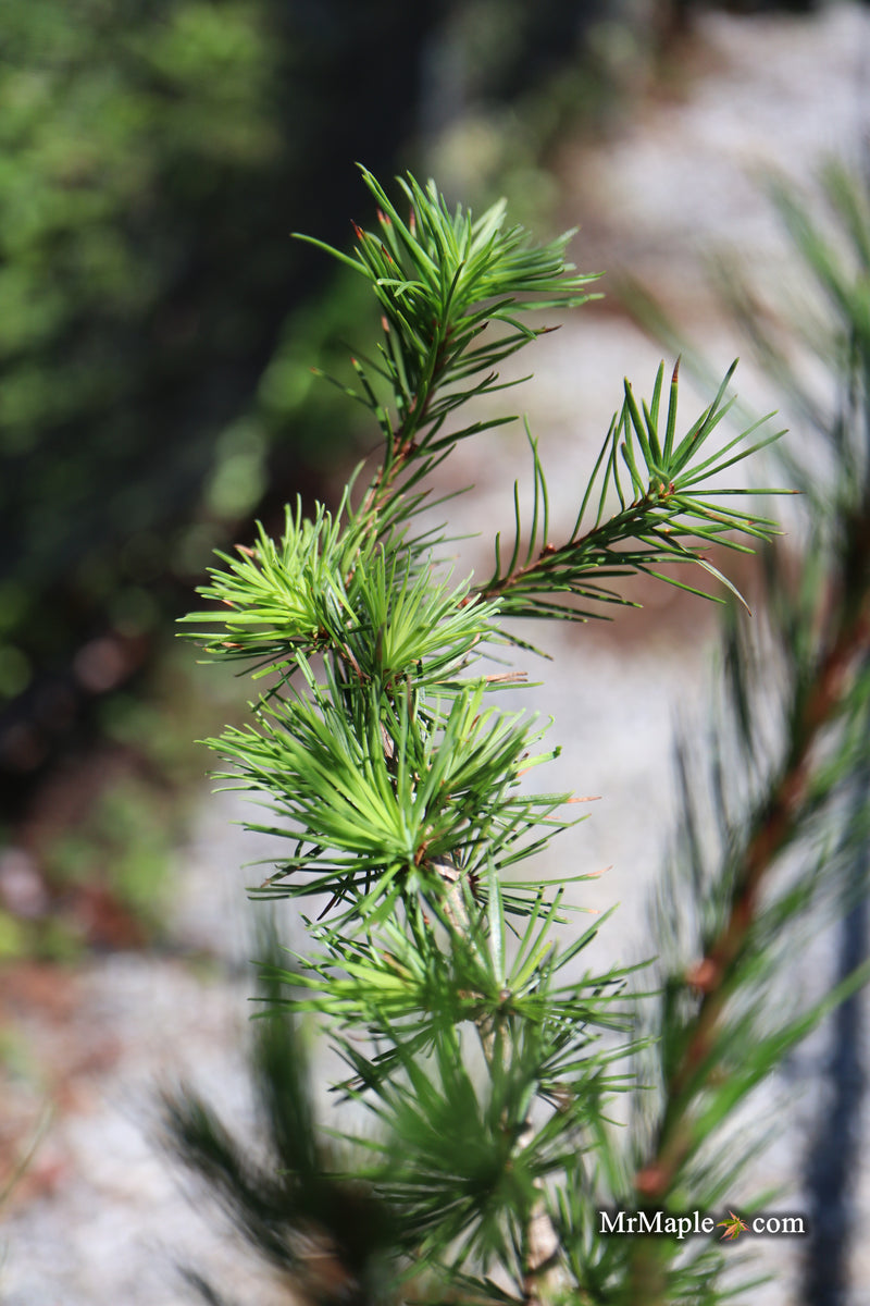 Larix kaempferi 'Jacobsen's Pyramid' Rare Japanese Larch