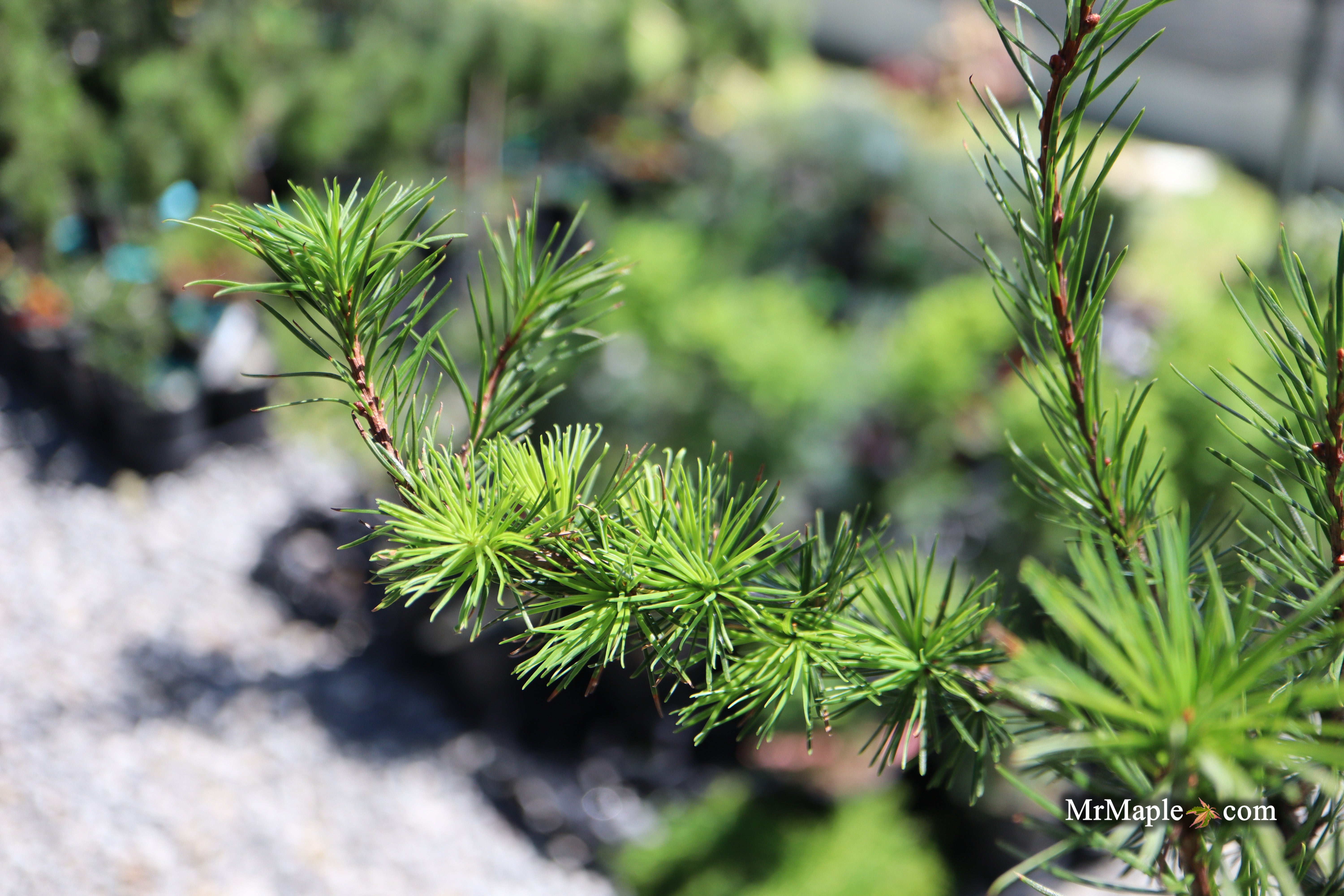 樹。 Buy Larix Kaempferi 'Jacobsen's Pyramid' Rare Japanese Larch — Mr