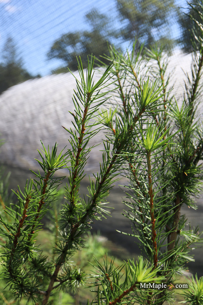 Larix kaempferi 'Jacobsen's Pyramid' Rare Japanese Larch