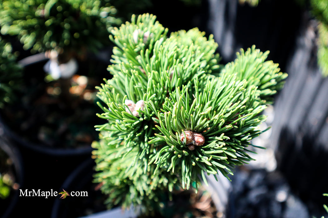 Pinus mugo 'Jakobsen’ Dwarf Mountain Pine Tree