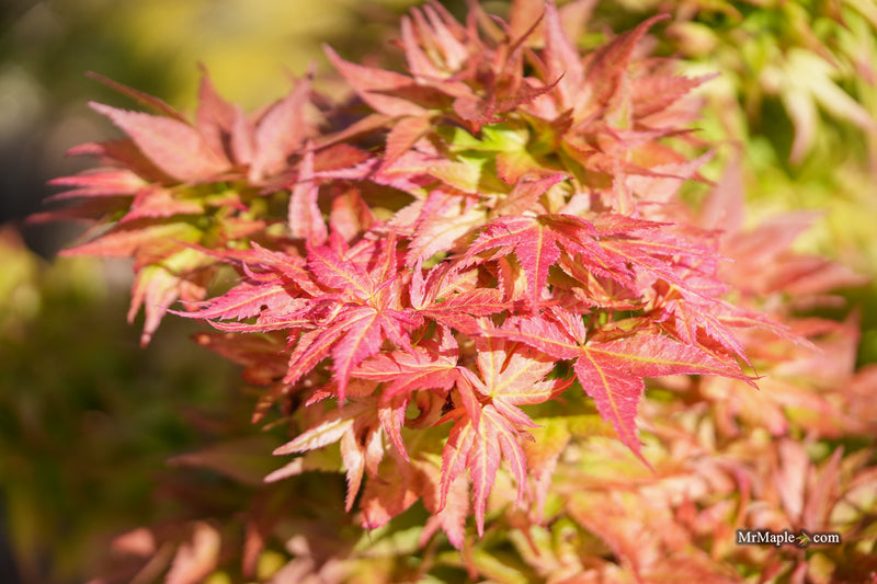 Acer palmatum 'Japanese Princess' Dwarf Japanese Maple