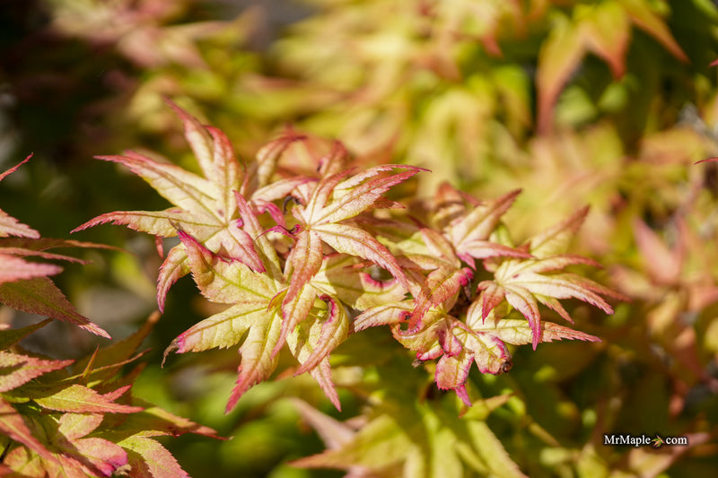 Acer palmatum 'Japanese Princess' Dwarf Japanese Maple