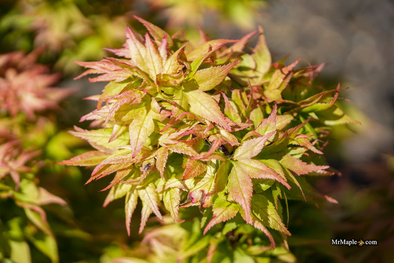 Acer palmatum 'Japanese Princess' Dwarf Japanese Maple
