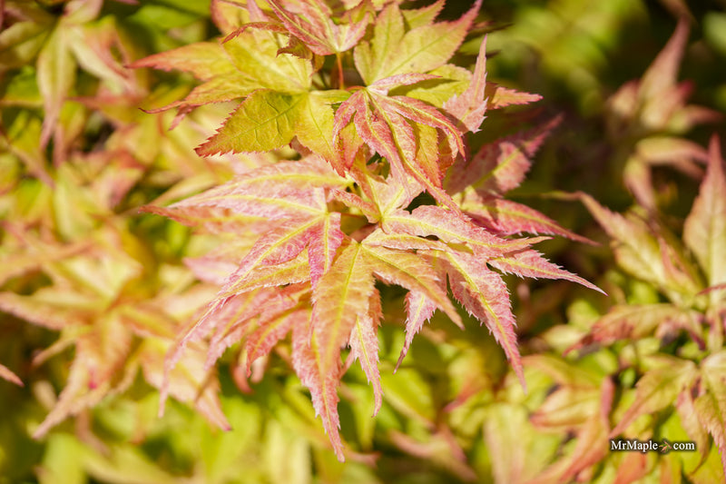 Acer palmatum 'Japanese Princess' Dwarf Japanese Maple