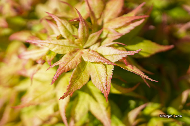 Acer palmatum 'Japanese Princess' Dwarf Japanese Maple