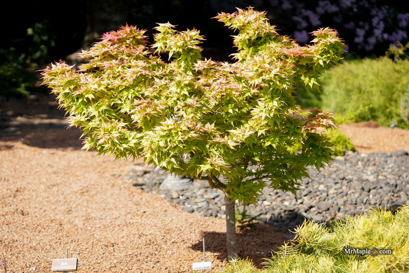 Acer palmatum 'Japanese Princess' Dwarf Japanese Maple