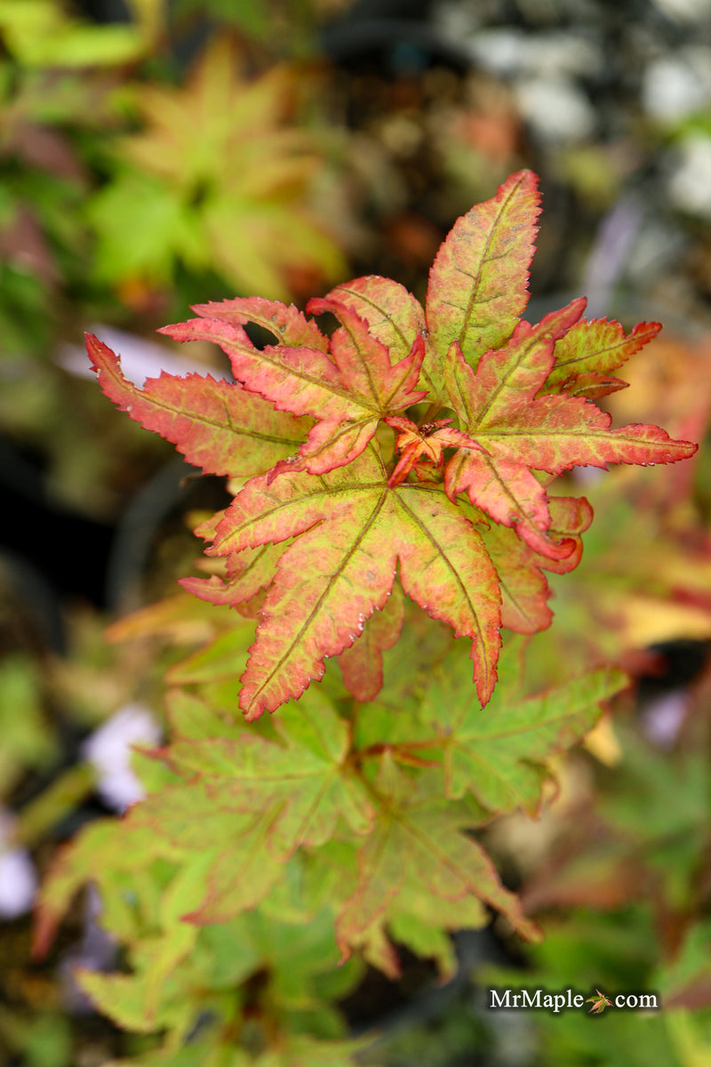Acer palmatum 'Japanese Princess' Dwarf Japanese Maple