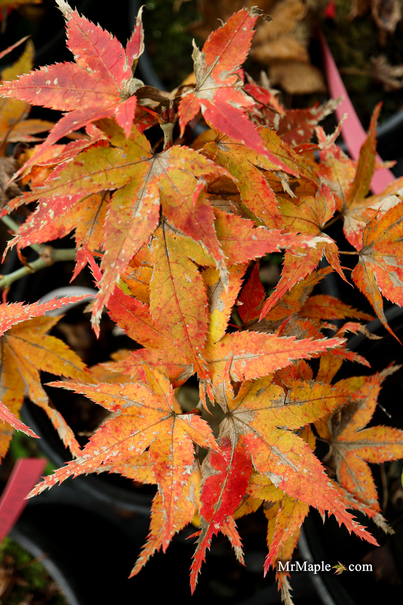 Acer palmatum 'Japanese Princess' Dwarf Japanese Maple