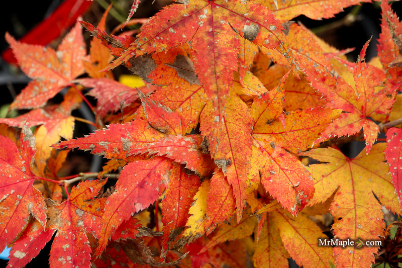 Acer palmatum 'Japanese Princess' Dwarf Japanese Maple