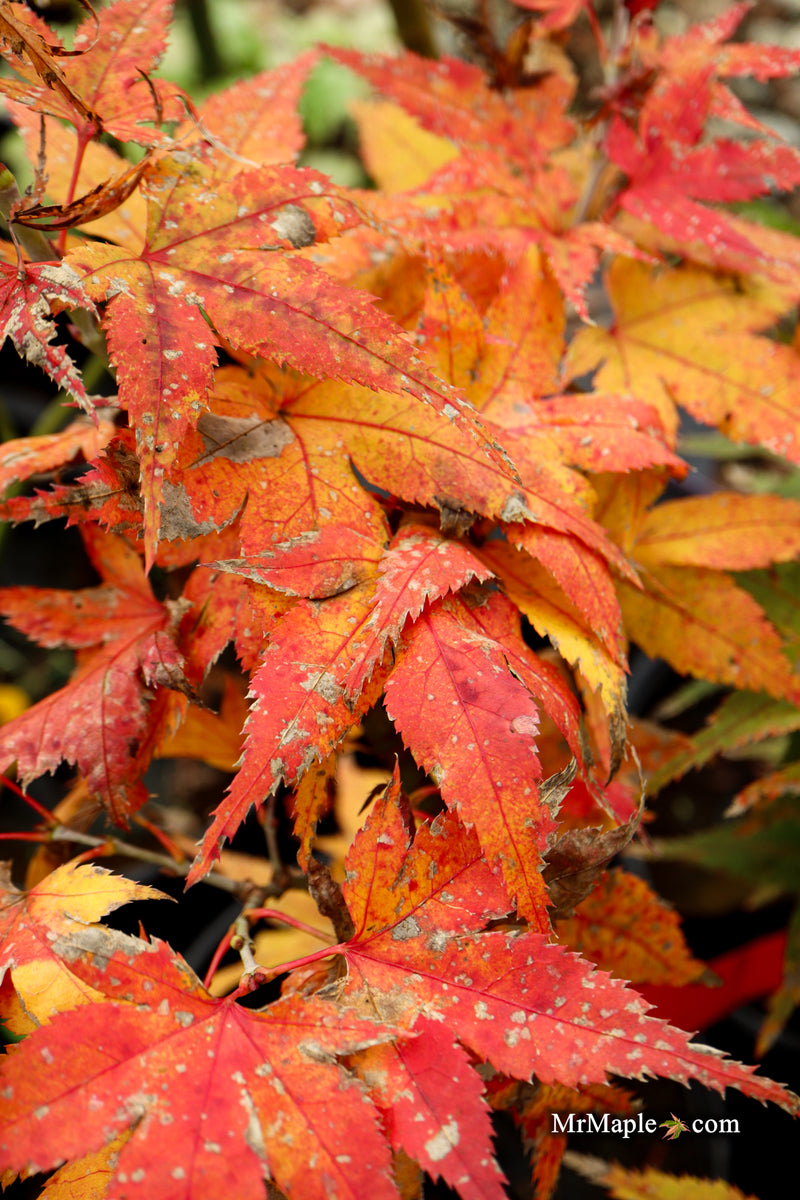 Acer palmatum 'Japanese Princess' Dwarf Japanese Maple