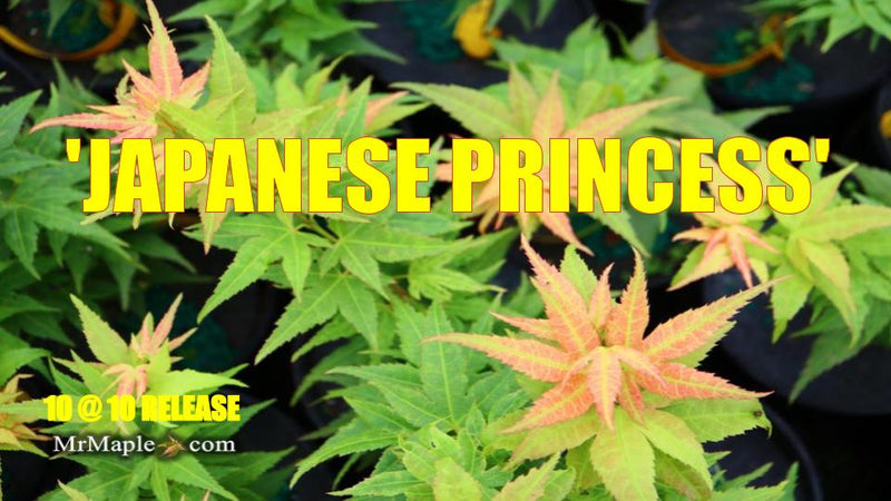 - FOR PICKUP ONLY | Acer palmatum 'Japanese Princess' Dwarf Japanese Maple | DOES NOT SHIP - Mr Maple │ Buy Japanese Maple Trees