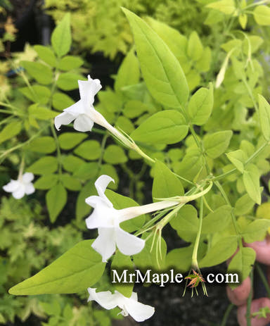 - Jasminum officinale 'Frojas' Fiona Sunrise Golden Jasmine - Mr Maple │ Buy Japanese Maple Trees