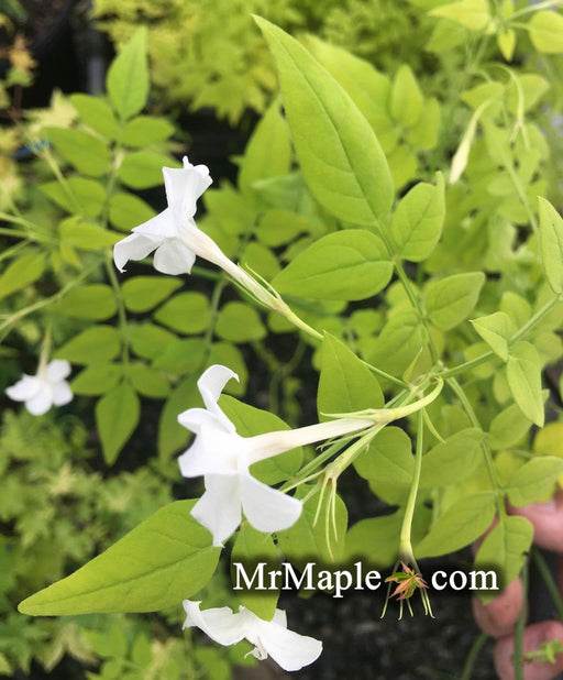 - Jasminum officinale 'Frojas' Fiona Sunrise Golden Jasmine - Mr Maple │ Buy Japanese Maple Trees
