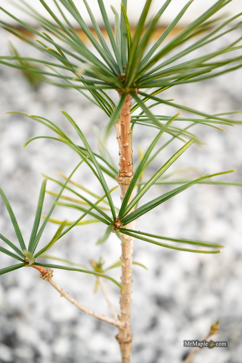 Sciadopitys verticillata 'Jeddeloh Compact' Japanese Umbrella Pine Tree