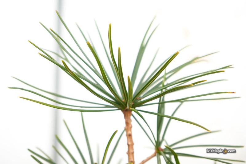 Sciadopitys verticillata 'Jeddeloh Compact' Japanese Umbrella Pine Tree