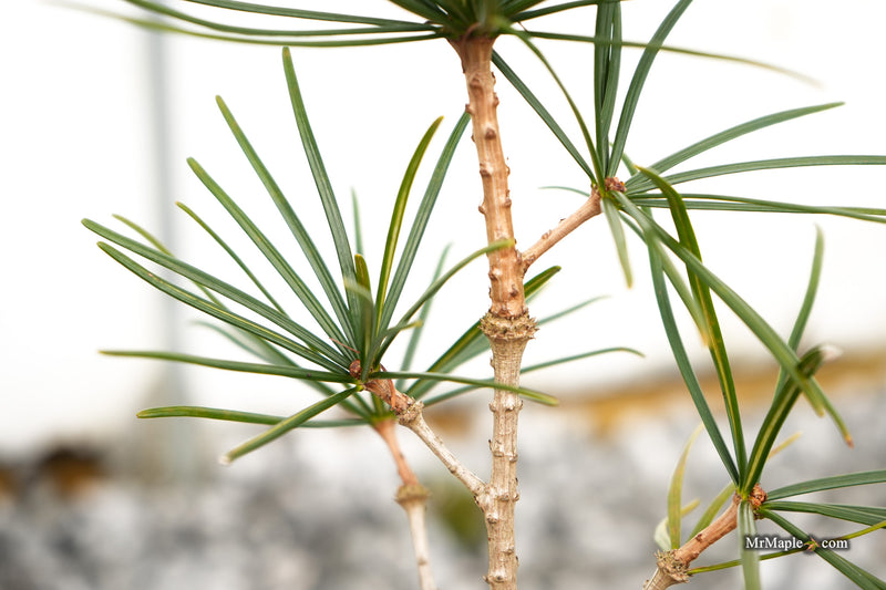 Sciadopitys verticillata 'Jeddeloh Compact' Japanese Umbrella Pine Tree