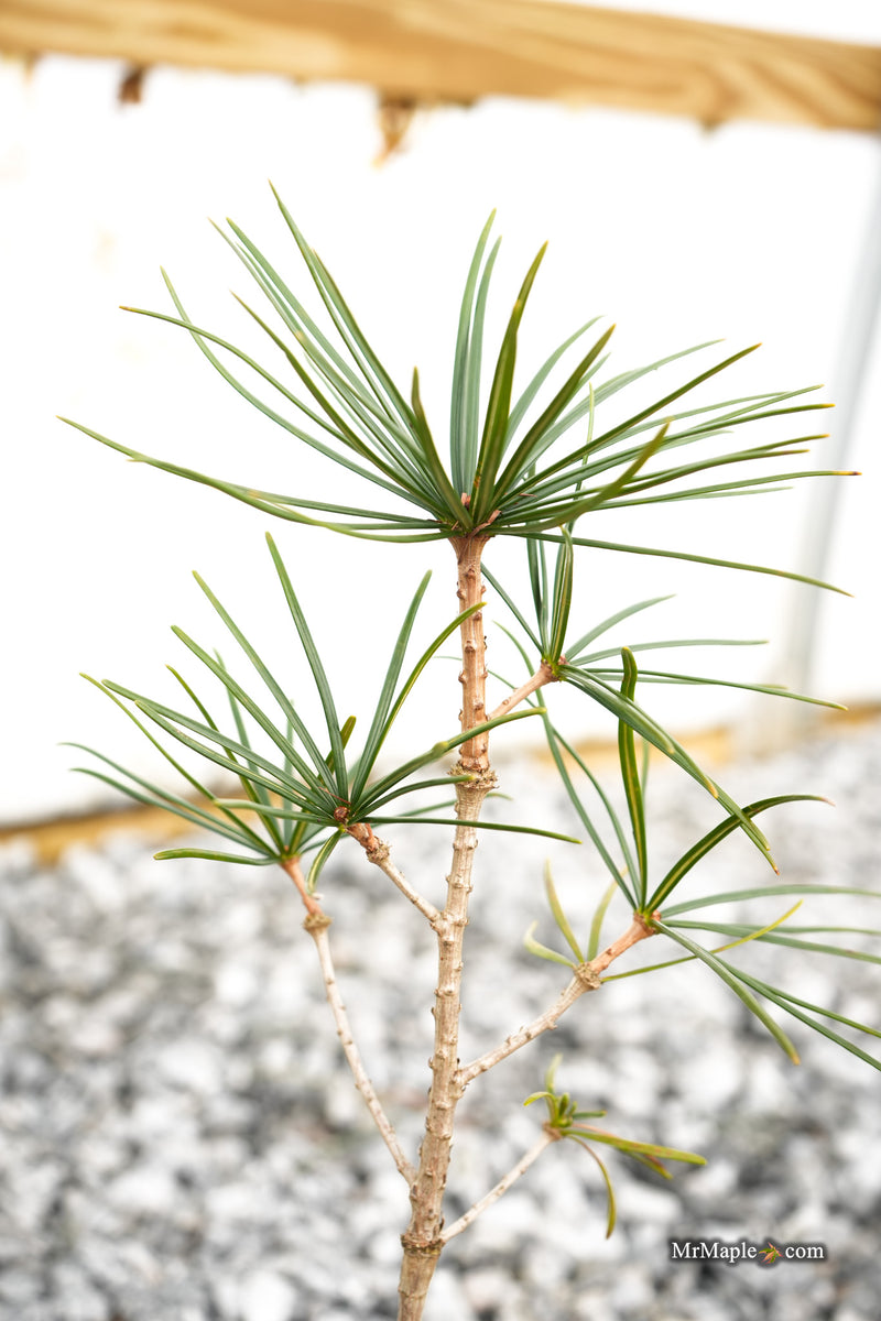 Sciadopitys verticillata 'Jeddeloh Compact' Japanese Umbrella Pine Tree