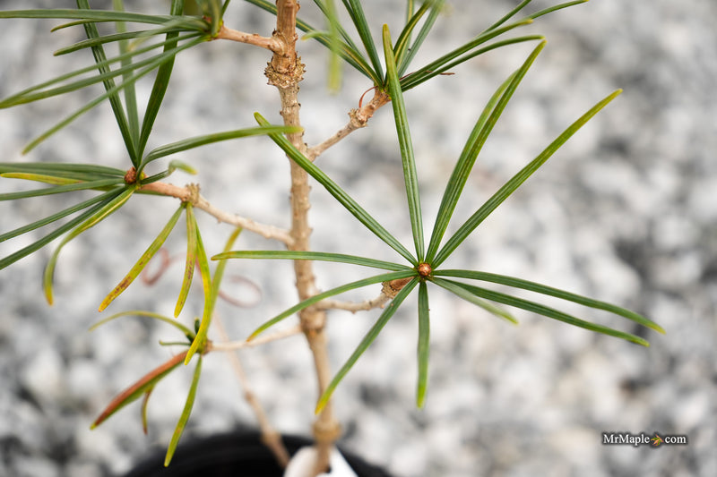 Sciadopitys verticillata 'Jeddeloh Compact' Japanese Umbrella Pine Tree