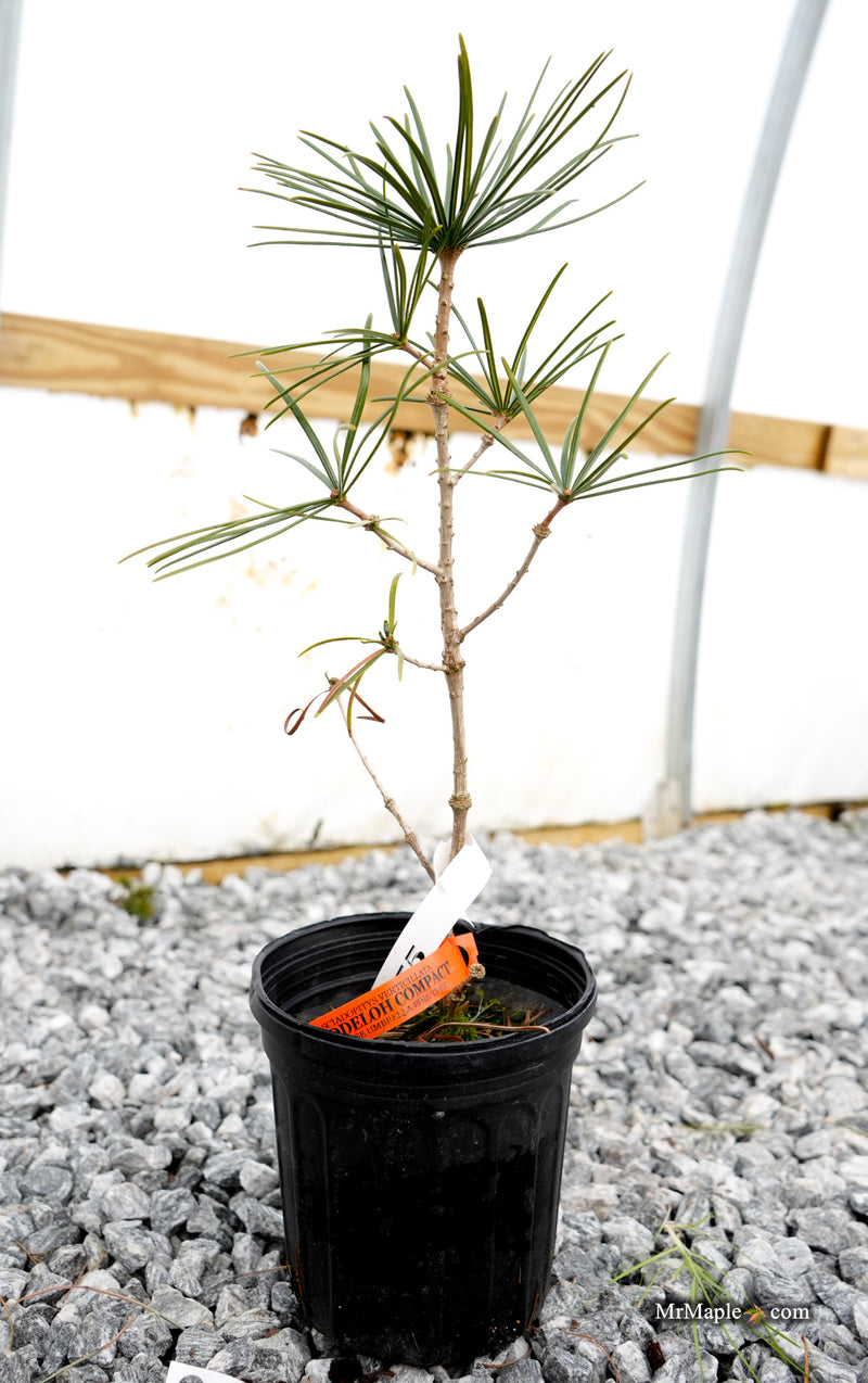 Sciadopitys verticillata 'Jeddeloh Compact' Japanese Umbrella Pine Tree