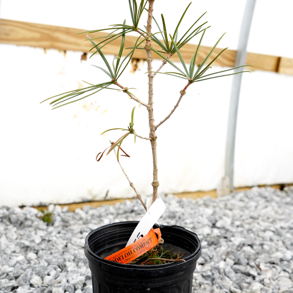 Sciadopitys verticillata 'Jeddeloh Compact' Japanese Umbrella Pine Tree