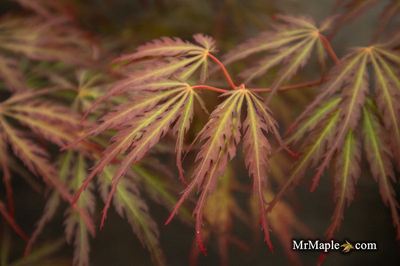 - Acer palmatum 'Jeddeloh Orange' Weeping Japanese Maple - Mr Maple │ Buy Japanese Maple Trees
