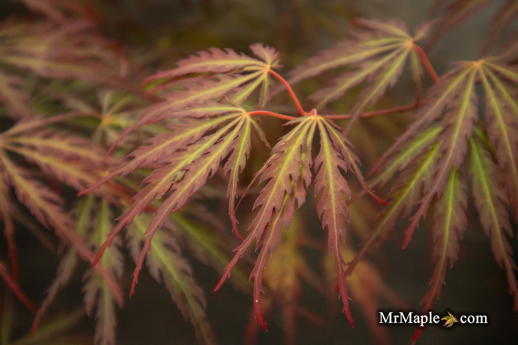 '- Acer palmatum 'Jeddeloh Orange' Weeping Japanese Maple - Mr Maple │ Buy Japanese Maple Trees