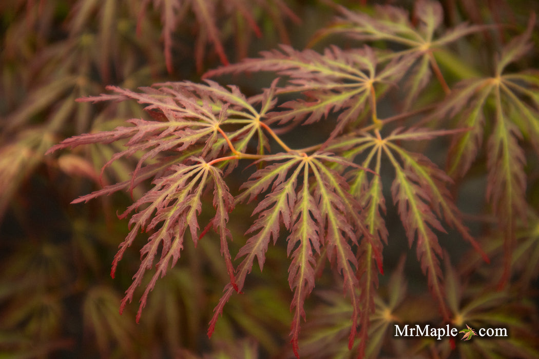 '- Acer palmatum 'Jeddeloh Orange' Weeping Japanese Maple - Mr Maple │ Buy Japanese Maple Trees