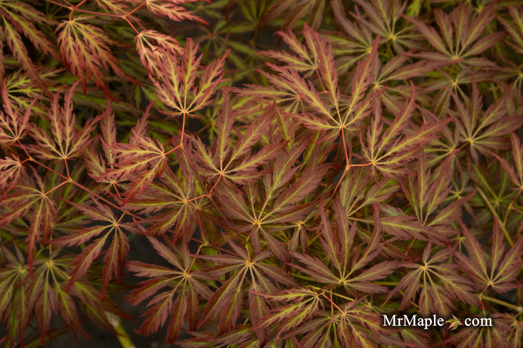 '- Acer palmatum 'Jeddeloh Orange' Weeping Japanese Maple - Mr Maple │ Buy Japanese Maple Trees